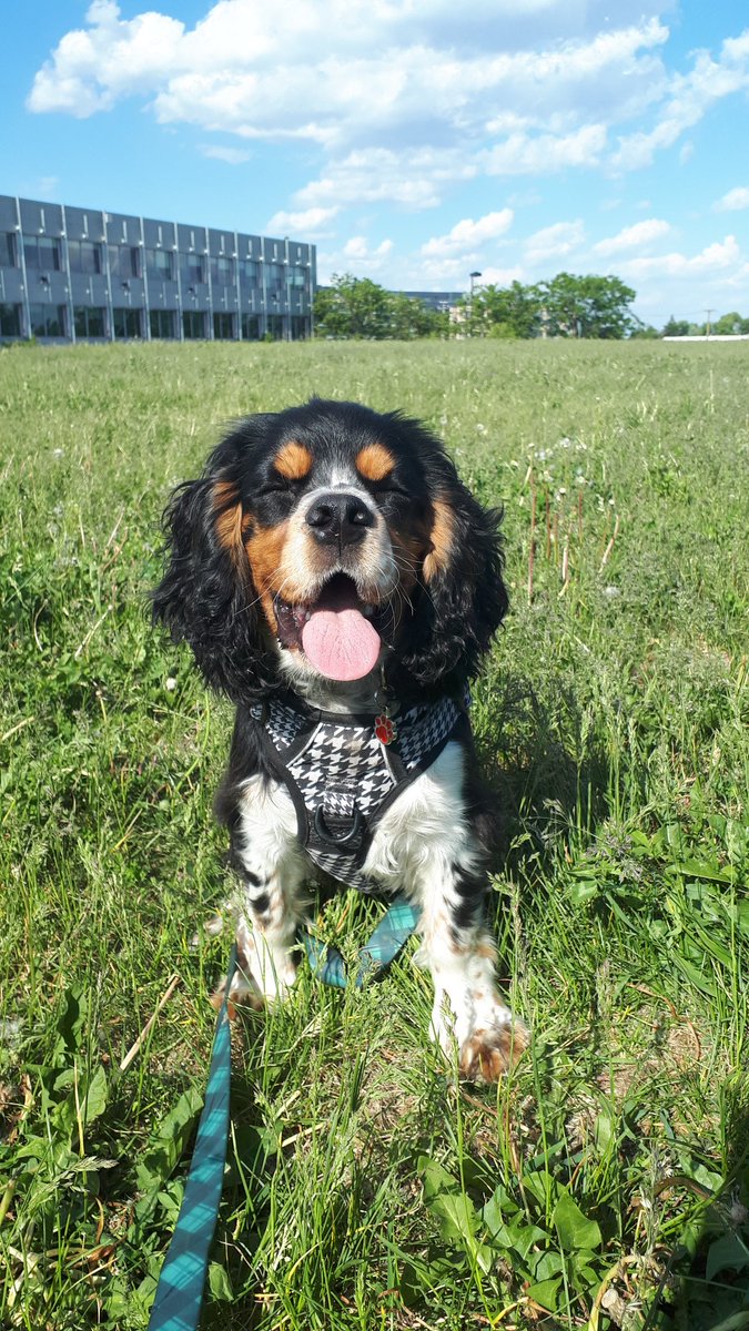 RamblingBlueOwl's tweet photo. I do not know why my life is suddenly so full of dogs but I'm not complaining 😂 https://t.co/Xki3oEgdVe