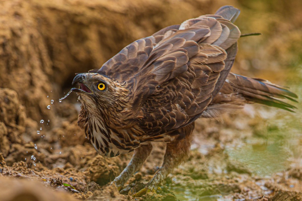 “EveryDropCounts” 
#beauty #birds #PhotoOfTheDay #birdphotography #BirdTwitter #IndiAves #NaturePhotography #birdsofindia #BirdsSeenIn2021 #beauty #nature #birdsofafeather #bestbirdshots #indianbird #birdsportrait #luv4wilds @NatGeoIndia #natgeoindia @goldsant @vivek4wild