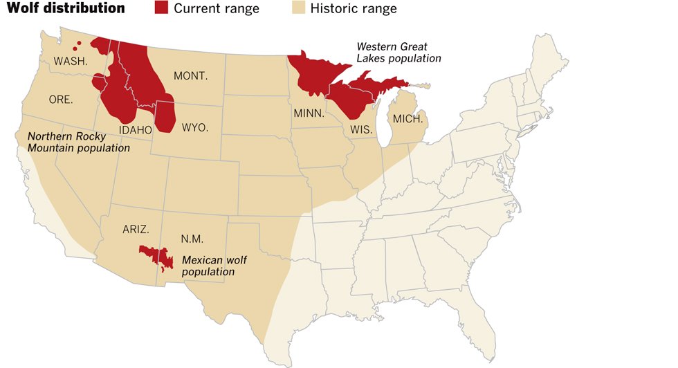 danielw39c's tweet photo. "The Center for Biological Diversity states that ' ...today wolves occupy less than 10% of their historic range…' (“America's Gray Wolves: A Long Road to Recovery”)." #39canimals https://t.co/CrdMGmHpd2