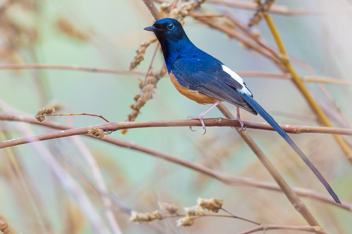 “WhiteRumpedShama”#birdsong 
#beauty #birds #PhotoOfTheDay #birdphotography #wildlifephotography #IndiAves #birdsofindia #BirdsSeenIn2021 #beauty #nature #birdsofafeather #bestbirdshots #indianbird #birdsportrait #luv4wilds @NatGeoIndia #natgeoindia @goldsant @vivek4wild