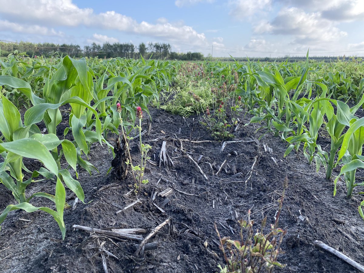 BonaHoun640's tweet image. Essai 🌽 @CortevaFR en #striptill sur les sables noirs de Rion des Landes 
Beaucoup de dégâts de 💨 vent de sable chez les voisins en #labour 
#P9889 LumiGEN Premium 🤩 @PioneerSeeds
#couvertvégétal ☘️