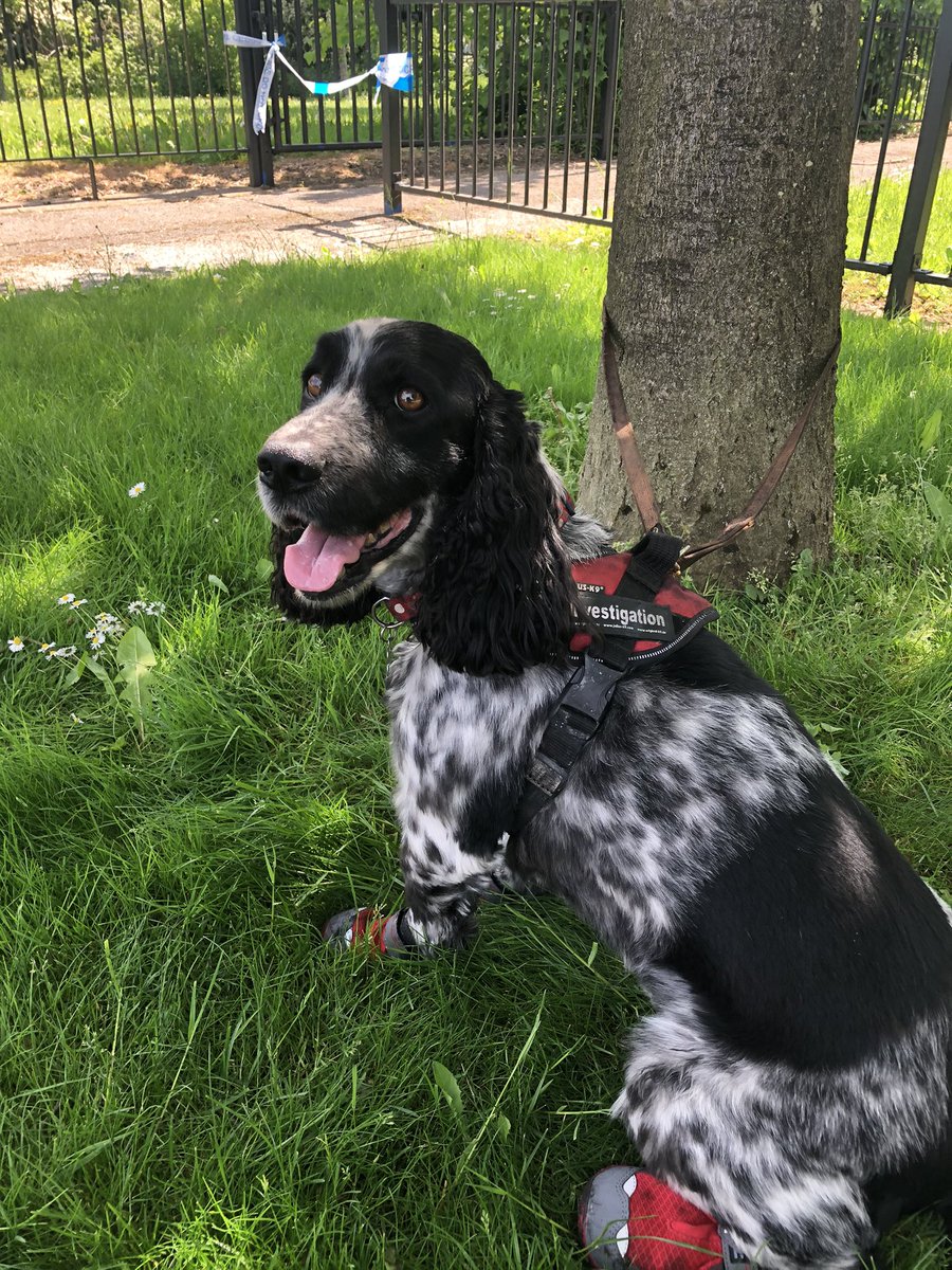 Busy day today with three investigations in this hot weather ... Dexter found some shade to cool down in 
@MidsDog @nottspolice @nottsfire 
#fireinvestigation