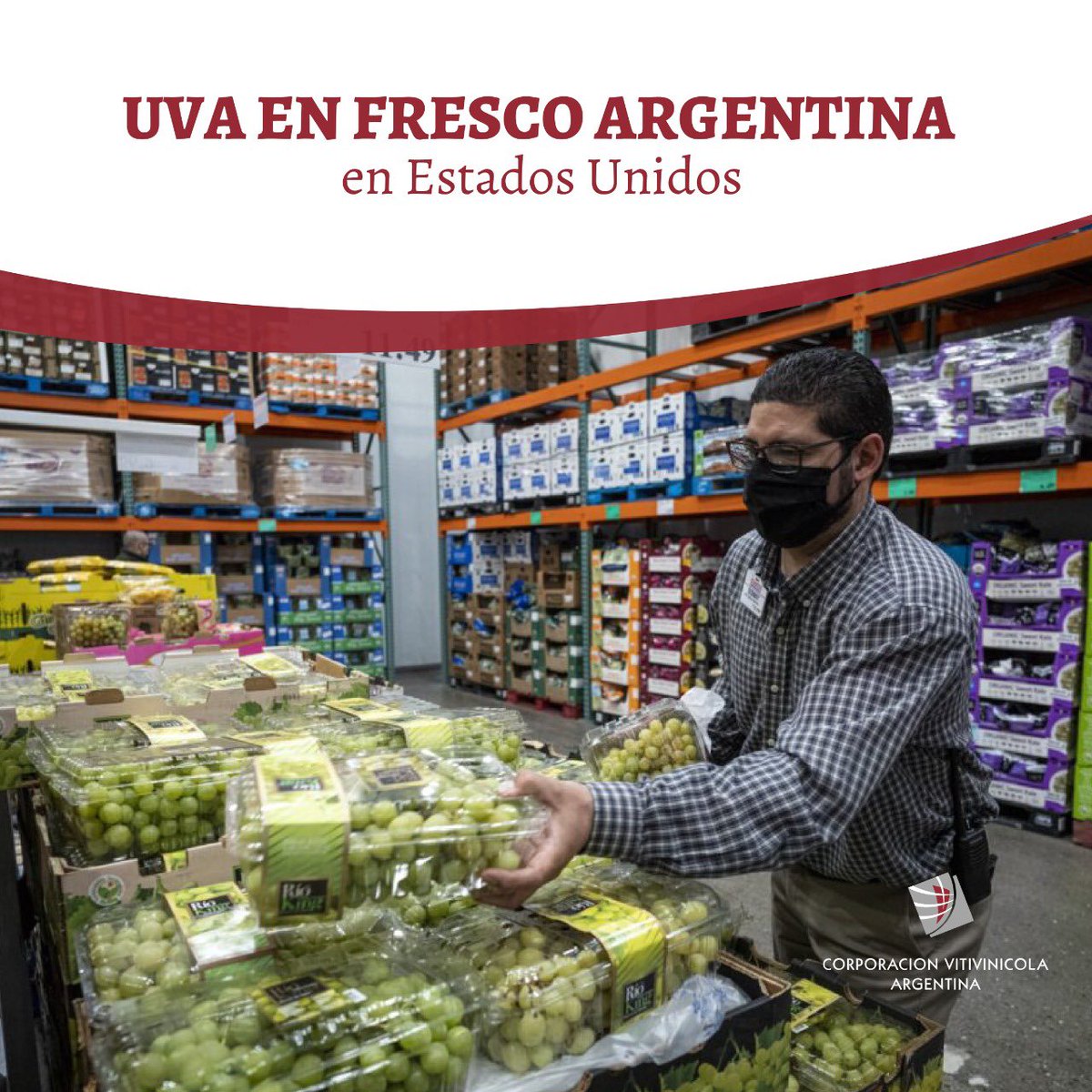 OPORTUNIDAD PARA LA UVA EN FRESCO ARGENTINA EN EEUU

Las uvas frescas son la 3ra fruta más consumida en los Estados Unidos y, si bien son productores, no logran cubrir la demanda. Así, el país norteamericano se convirtió en 2020 en el principal importador mundial de este fruto 🍇