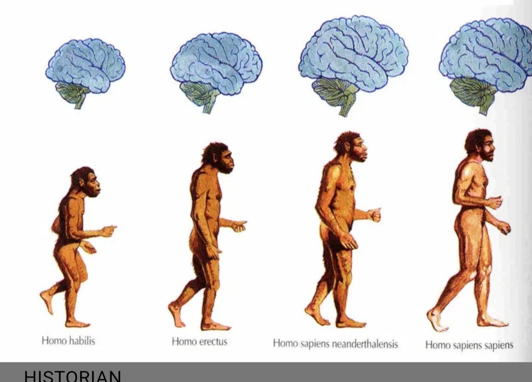 Появление людей на планете. Как называется человек который развивается. Эволюция человека от обезьяны. Как называется человек который развивается. Чарльз дарвин теория эволюции человека.