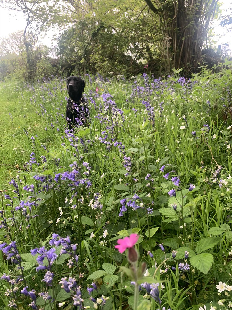 Psst! I’m over here pretending to be a tree 🌳 #wildflowers #summerevening