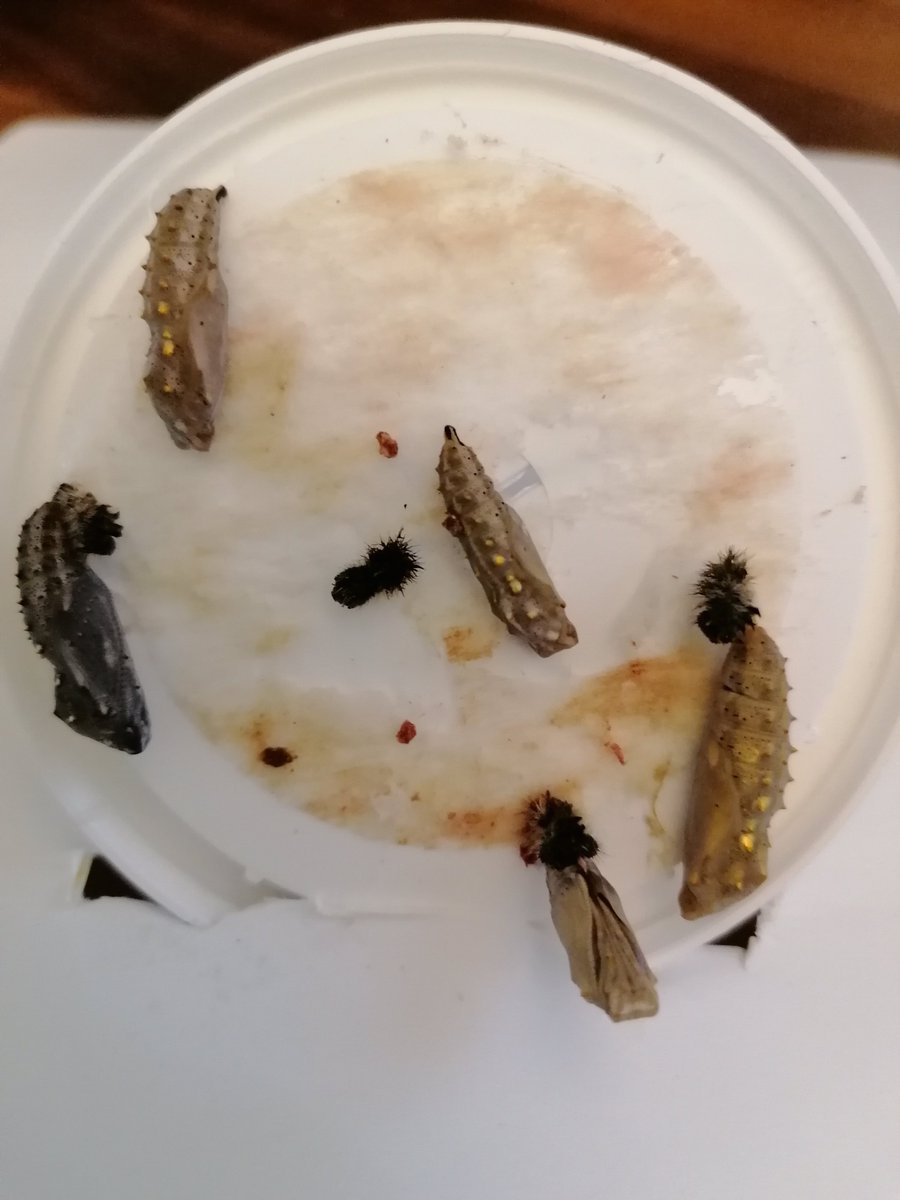 MrsSpencerhb's tweet photo. Day 5 in Mrs Spencer's house, the chrysalis are ready to move to their new home, the net. How many chrysalis can you see? @BrookNursery @HartleyBrookPri @mrsbroughhb https://t.co/sxqROCpmUz