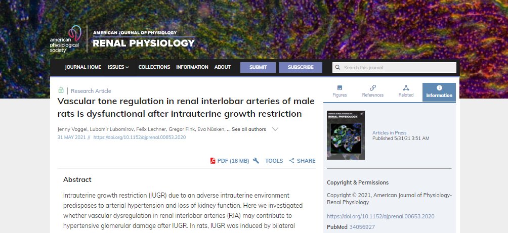 APSPublications's tweet image. Vascular tone regulation in renal interlobar arteries of male rats is dysfunctional after intrauterine growth restriction - new research in @AJPRenal 

journals.physiology.org/doi/10.1152/aj…

#developmentalprogramming #hypertension #articlesinpress