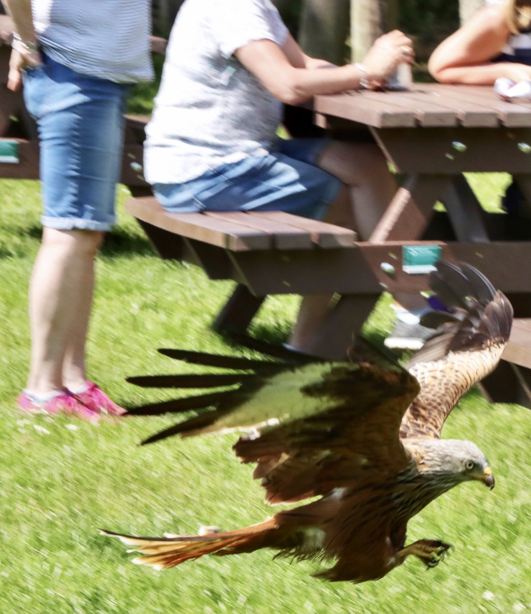 “Excuse me! Coming through!”

@FriendsKites @YorksRedKites @nybirdnews @HarewoodFandDP @HarewoodHouse @BBCSpringwatch