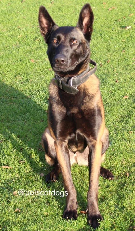 K9Scottish's tweet image. Brother and sister duo results at the weekend. Well done Mac and Ushi!💙MT @polscotdogs: 
Officers called to illegal rave #PDMac attends #ControlledDrugsRecovered 
👨seen entering building site to steal #PDUshi called = 👨arrested!#ProtectingPublicAndProperty #TheNoseKnows 🐶🐾🏴󠁧󠁢󠁳󠁣󠁴󠁿