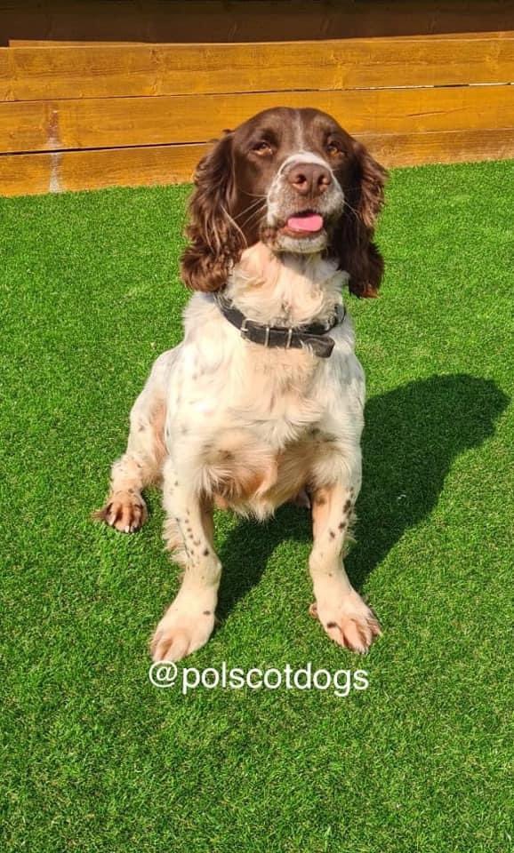 K9Scottish's tweet image. Brother and sister duo results at the weekend. Well done Mac and Ushi!💙MT @polscotdogs: 
Officers called to illegal rave #PDMac attends #ControlledDrugsRecovered 
👨seen entering building site to steal #PDUshi called = 👨arrested!#ProtectingPublicAndProperty #TheNoseKnows 🐶🐾🏴󠁧󠁢󠁳󠁣󠁴󠁿