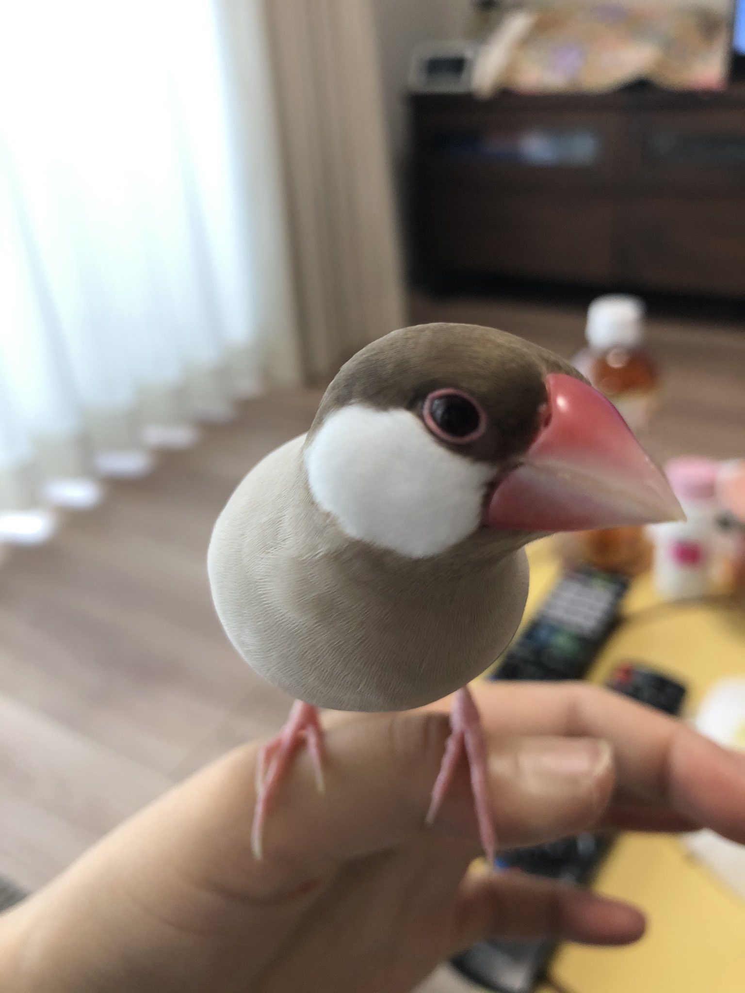 ぴくちん シナモン文鳥のアイリングってこんなに薄いものなのかな 貧血 でも嘴は赤色だしアイリングだけ薄くなる貧血ってあるのかなぁ 本人元気だし オスの方がアイリングは赤いはずなんだけど メスのちろるよりアイリング薄い T Co