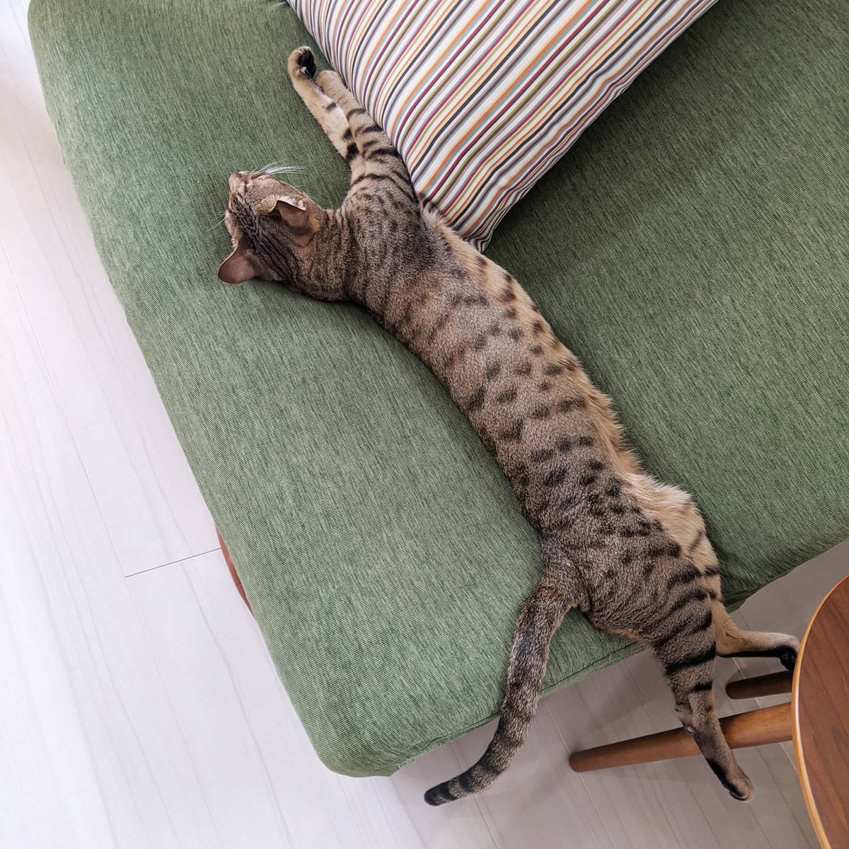 猫カフェ リプミィ Catcafelipmy Twitter