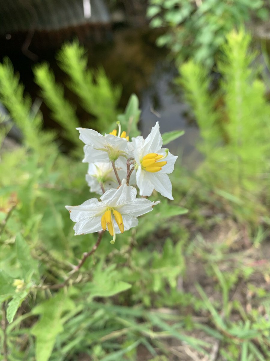 DeepNTheHeartO1's tweet photo. #CarolinaHorsenettle, beautiful flower that the bumble bees love. But, often a non desirable plant. I’m locating some to my #PocketPrairie . https://t.co/yeKkAtPKy6