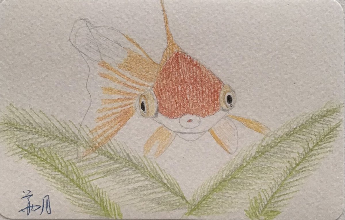 金魚 描き方 Pixiv