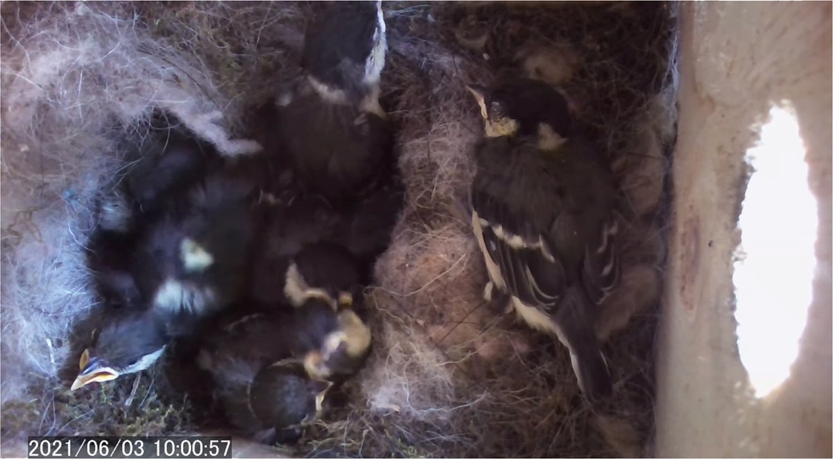 野鳥の巣箱観察カメラ Nestboxcamera Twitter