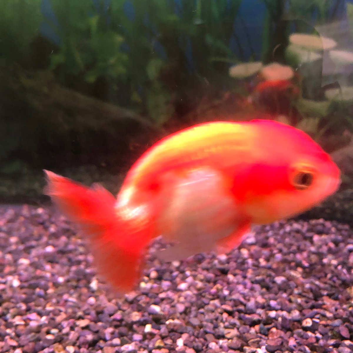 金魚 泳ぎ 下手