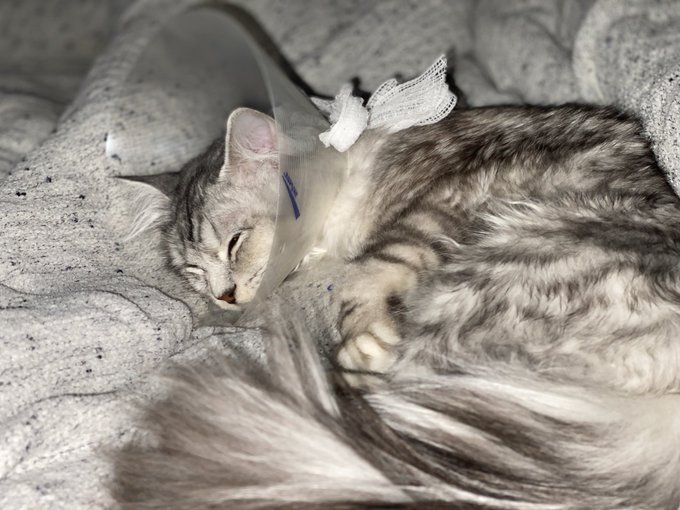 His surgery went well. He&rsquo;s home sleeping and will likely be for the next 24 hrs. I&rsquo;m sure he&rsquo;ll be back<a href="/tag/bondage"class="tags"><span>#bondage</span></a><a href="/tag/clip"class="tags"><span>#clip</span></a>