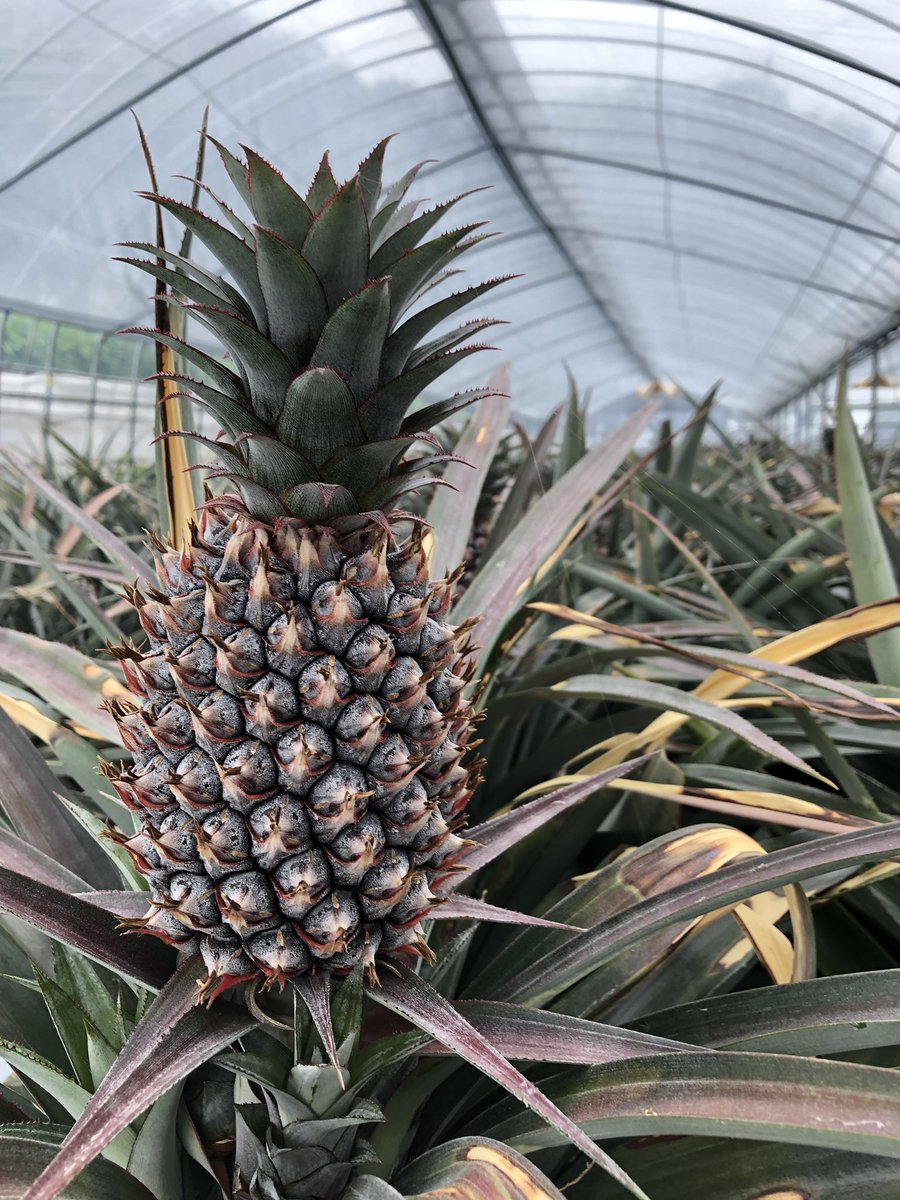 鹿児島くみあい食品 公式 クミショクファーム あいにくの雨模様ですが 南大隅町根占にパイナップル視察 クミショクファーム 店長のひとりごと 野菜 果物 パイナップル