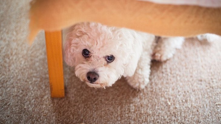 Three common reactions dogs have to “things they don’t like.

1.Behavioral Patterns of Ignoring
2.Barking relentlessly
3.Evasion