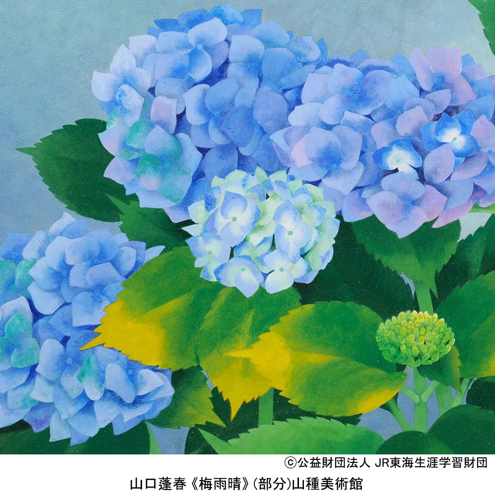 山口　蓬春　　紫陽花　日本画　絵画　額装 山種美術館 on X: 
