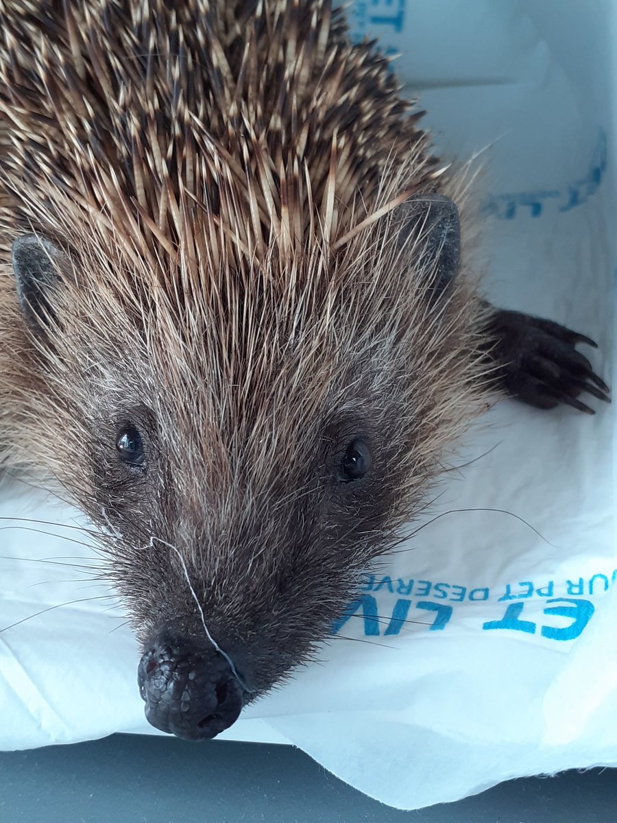 AndHoglets's tweet image. Beautiful Henrietta