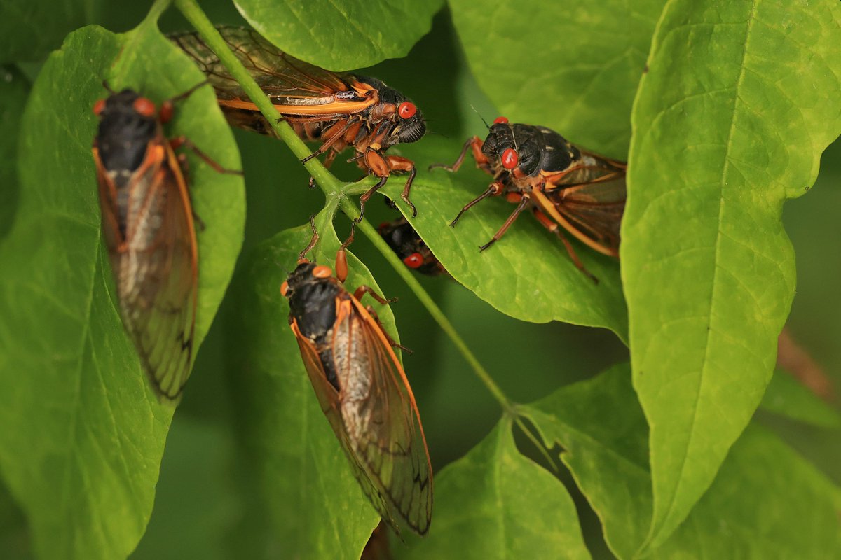 verge's tweet photo. You probably shouldn’t eat cicadas if you’re allergic to shellfish https://t.co/frbfnJWhQC https://t.co/yJP4IIfOmI