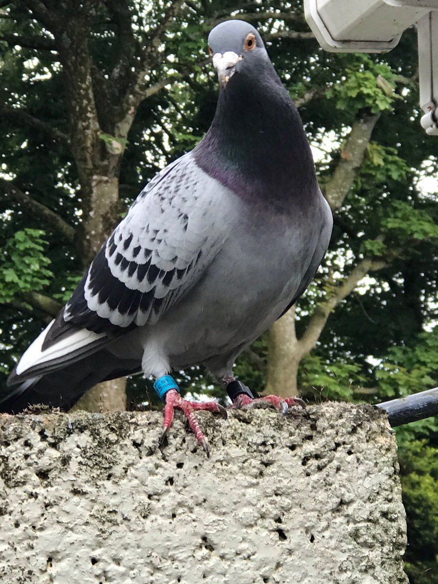 #Pigeon #bird around since last Sunday <a href="/BirdWatchIE/">BirdWatch Ireland</a>