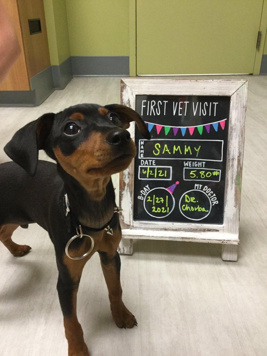 BartelsBusack's tweet photo. Happy Wet Nose Wednesday! #Winston #Sammy #FirstVetVisits #BraveBoys β€οΈ https://t.co/9IQeyuOW41