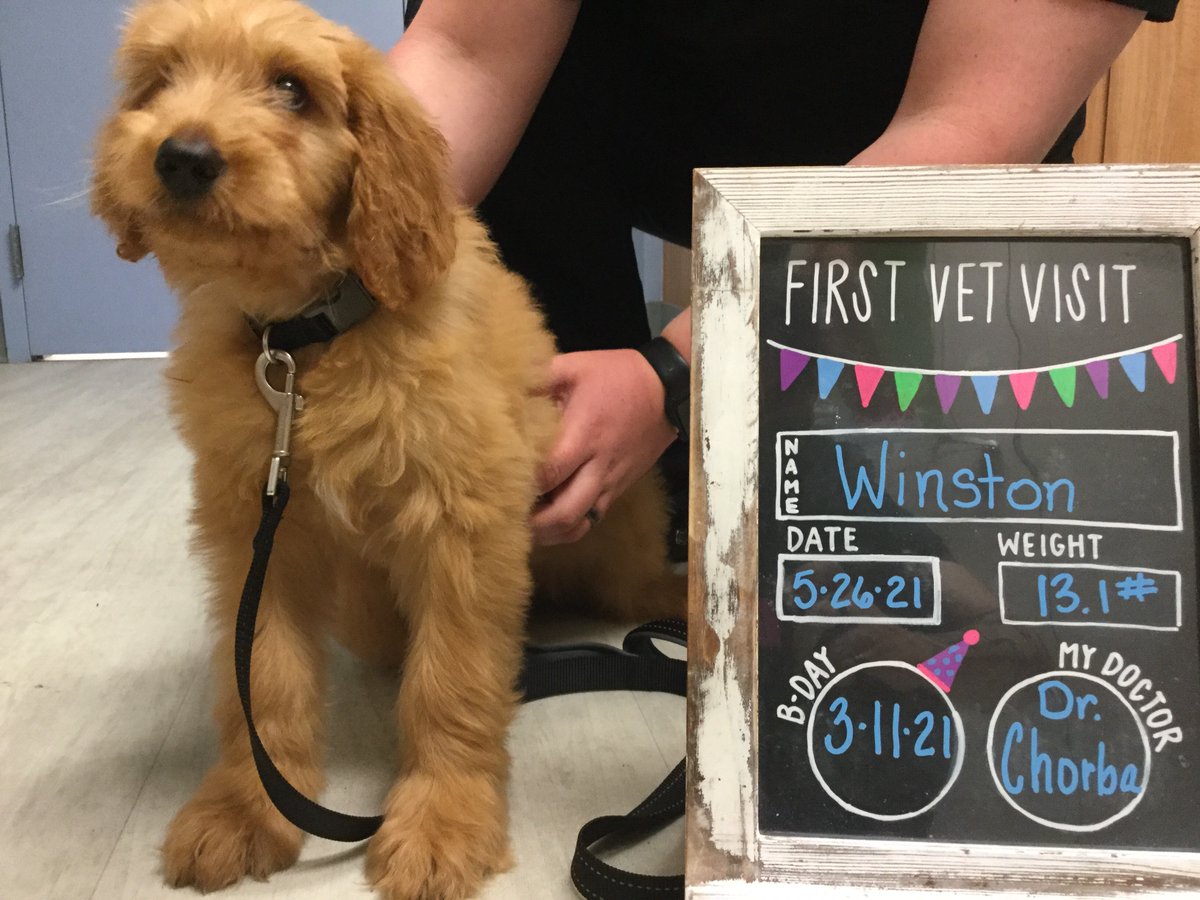 BartelsBusack's tweet photo. Happy Wet Nose Wednesday! #Winston #Sammy #FirstVetVisits #BraveBoys β€οΈ https://t.co/9IQeyuOW41