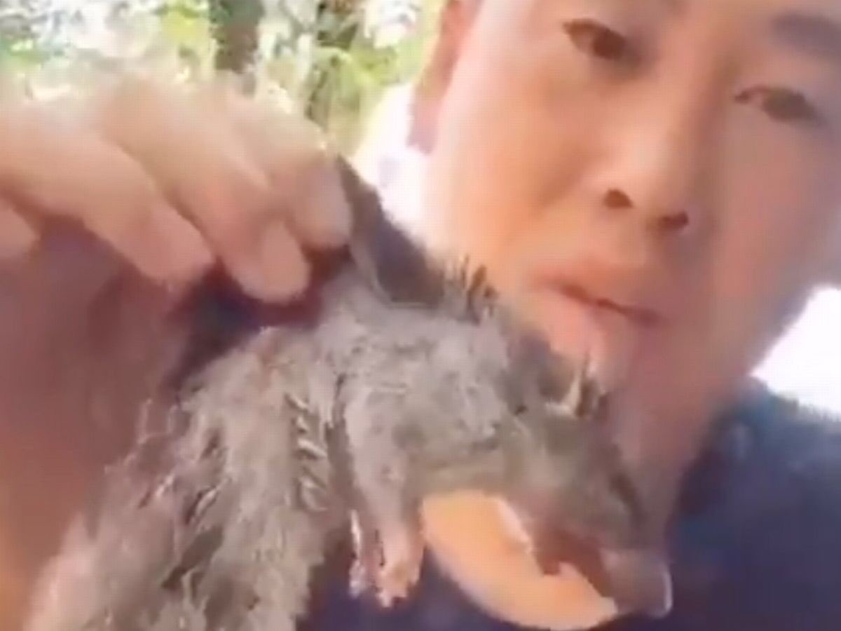 JokeRacist's tweet photo. Eww imagine being Chinese 🤮🤮🐀 https://t.co/7aSIBeXBUS