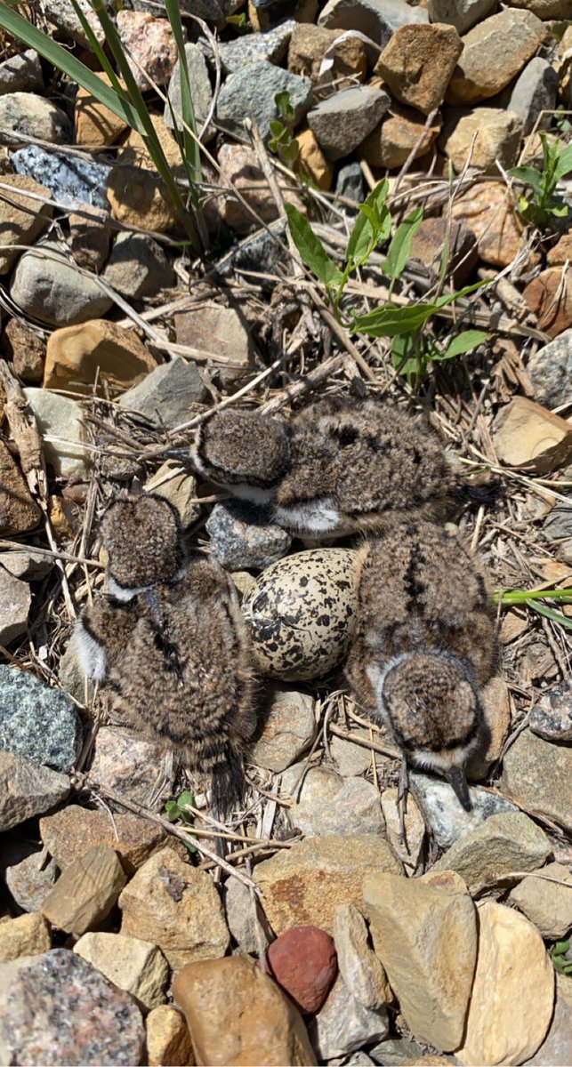 RealDuckTails's tweet image. Our third week of nest searching is complete! We have found a total of 124 nests! Today we got to see this #killdeer nest with three #chicks and one hatching egg! #precocial #ducknest