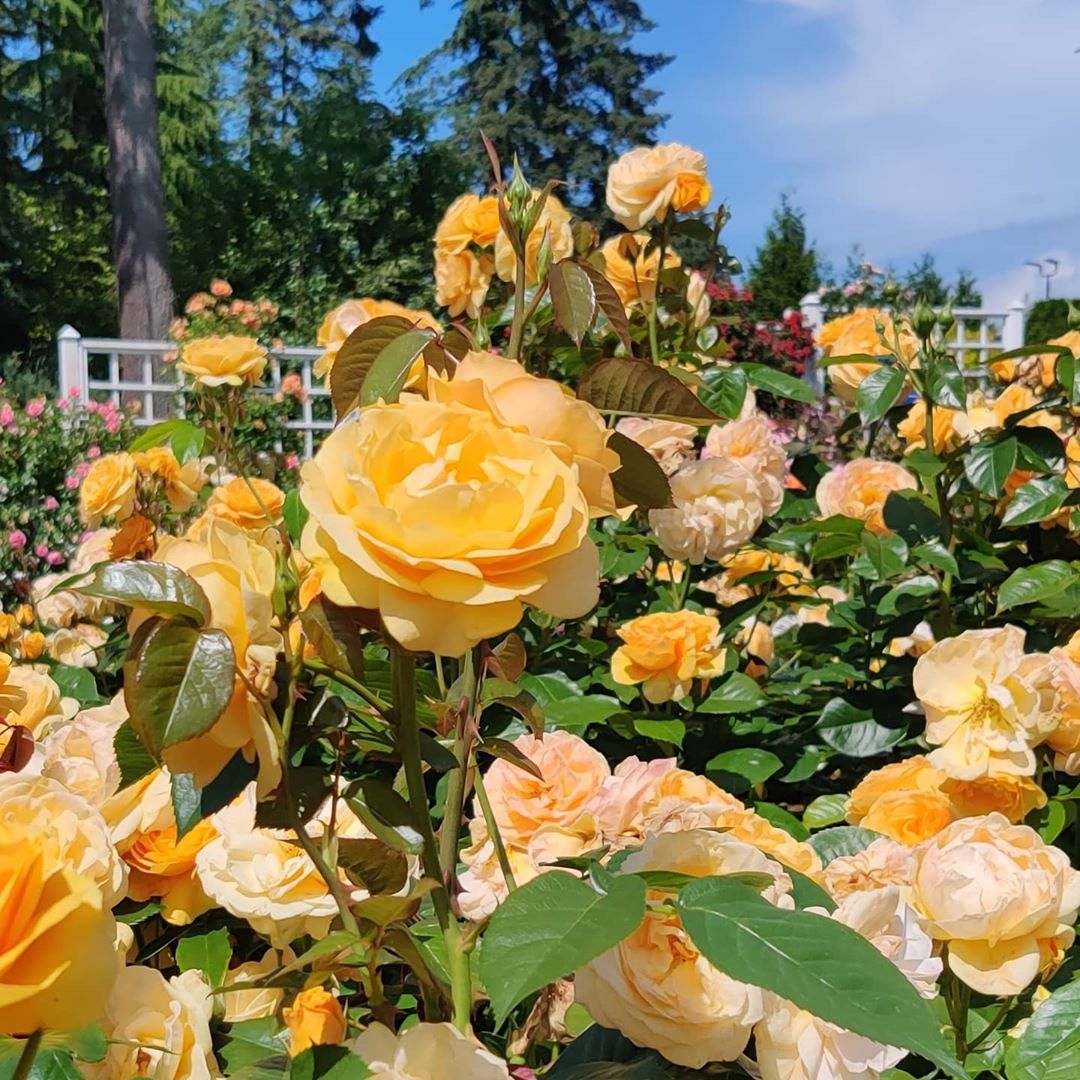 VisitCoquitlam's tweet photo. Hey, Coquitlam! While we patiently wait to safely explore our favourite communities again, we are encouraging everyone to Capture Coquitlam through sharing photos and memories. 

Already have a photo in mind? Submit it at https://t.co/DAenrceGww 

Stay tuned for more! #CaptureCQ https://t.co/DbuXx1t5u2