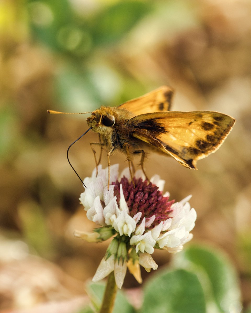 JohnReedPavan's tweet photo. (View full photo) A Zabulon skipper on some clover in the native plant garden on Randall's Island yesterday.
#zabulonskipper #skipper #notabutterfly #fuzzy #insects #entomology #clover #nativeplantgarden #randallsisland #nature #wildlife #shotoncanon #luminarai #macro https://t.co/ew5b7S5Kwj