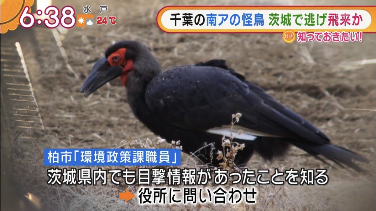 絶滅危惧種 怪鳥 ミナミジサイチョウ 脱走 目撃 追跡 捕獲 擬人化 一件落着 いざ世界的スポーツの祭典へ Togetter