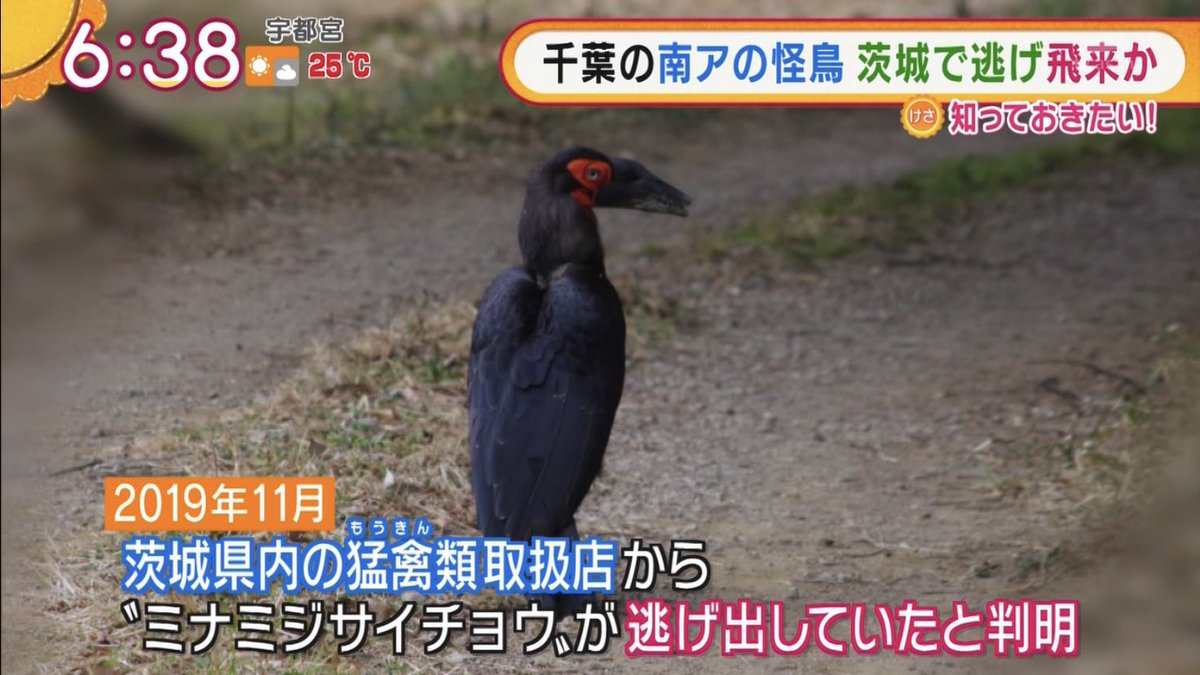 絶滅危惧種 怪鳥 ミナミジサイチョウ 脱走 目撃 追跡 捕獲 擬人化 一件落着 いざ世界的スポーツの祭典へ Togetter