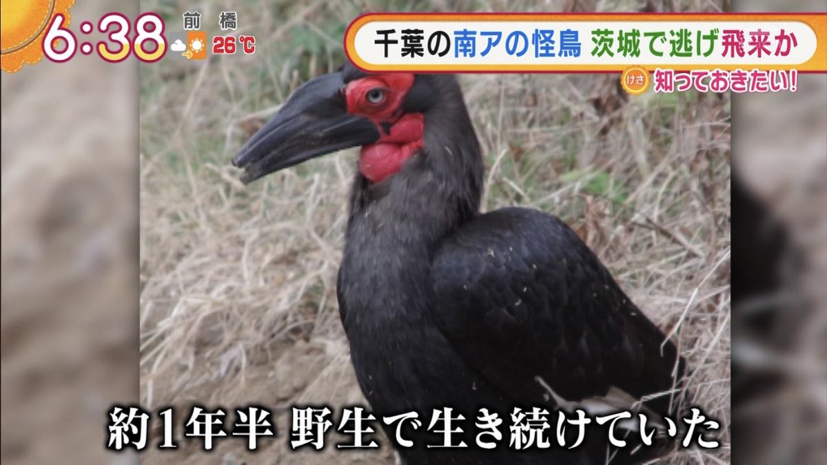 絶滅危惧種 怪鳥 ミナミジサイチョウ 脱走 目撃 追跡 捕獲 擬人化 一件落着 いざ世界的スポーツの祭典へ Togetter