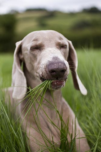 Почему собака травка. Собака ест траву. Пес ест траву. Собака кушает траву. Собака жрет траву.