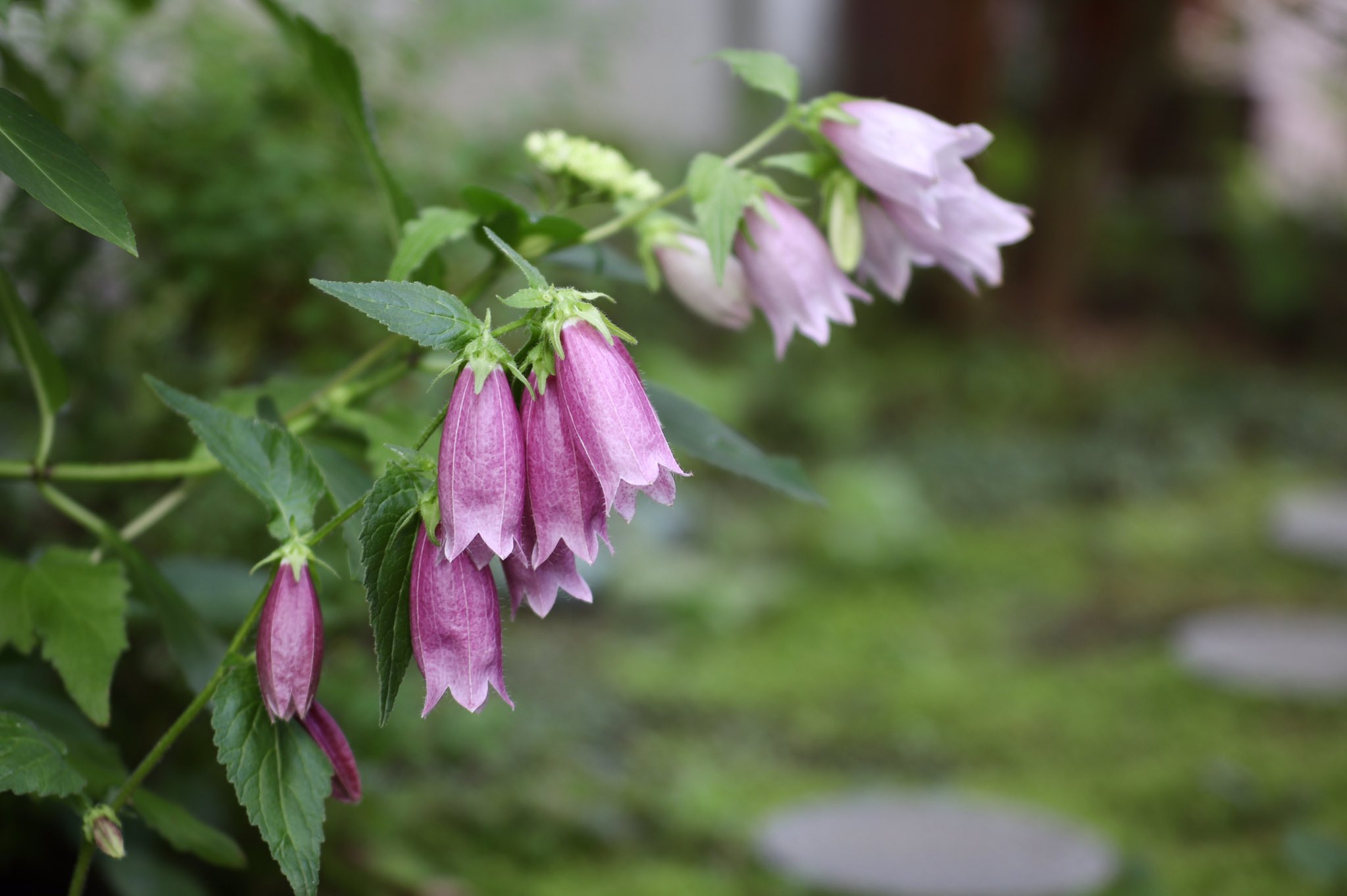 Campanula Punctata Twitter Search Twitter