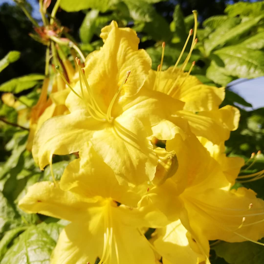 spiraeatim's tweet photo. Rhododendron 'Anneke' in its prime. Bred by Denny Pratt from a R. luteum cross, it is a distinctive azalea with large flat scented flowers
@Ness_Gardens https://t.co/4TbjPUB8Er