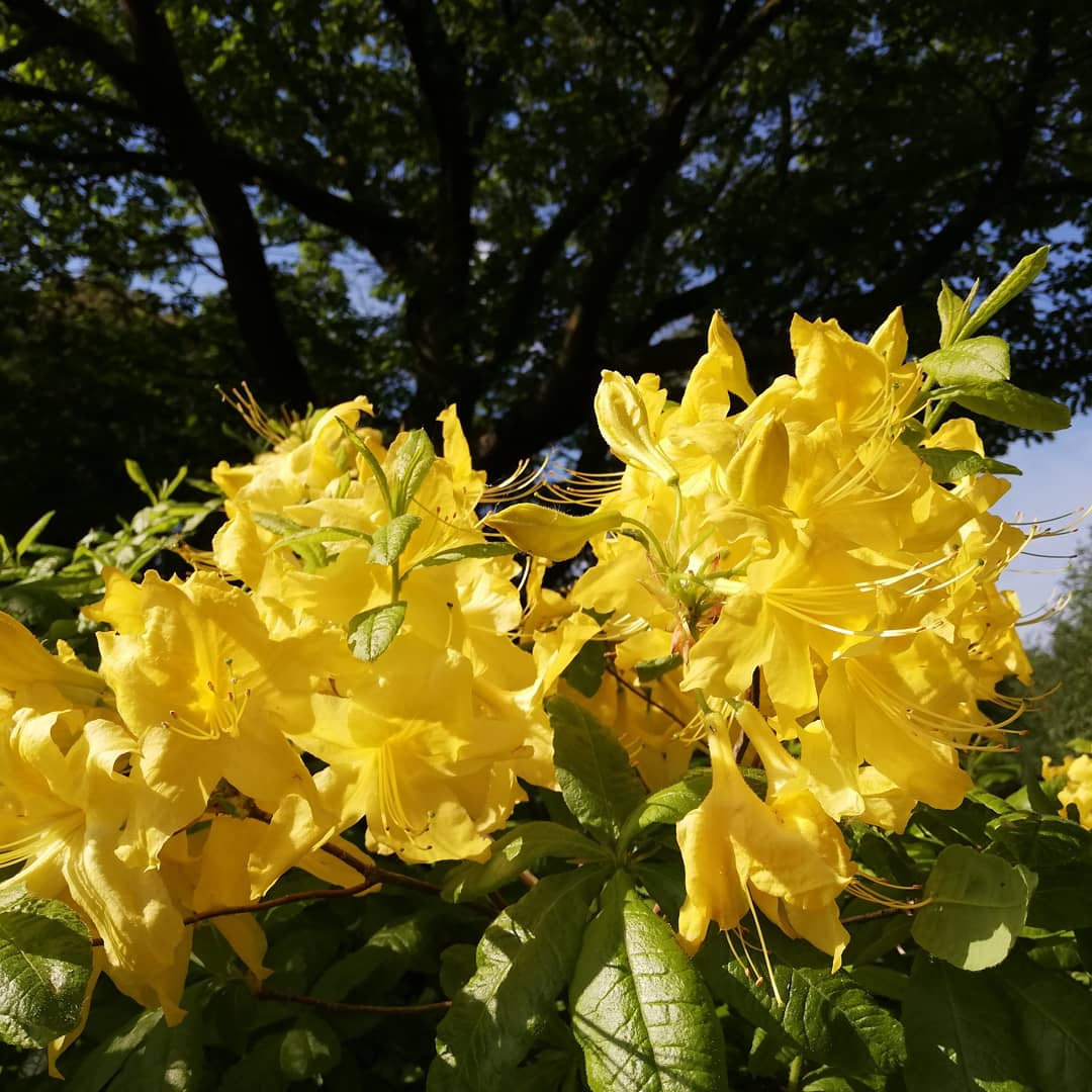 spiraeatim's tweet photo. Rhododendron 'Anneke' in its prime. Bred by Denny Pratt from a R. luteum cross, it is a distinctive azalea with large flat scented flowers
@Ness_Gardens https://t.co/4TbjPUB8Er