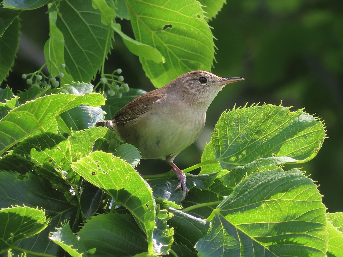 We recently installed new bird boxes in the prairie. They were intended to house Eastern Bluebirds, but we are happy to see any native species move in. This spring, it's the House Wren! They are attracted to the boxes as cavity nesters who like nest in sheltered chambers.