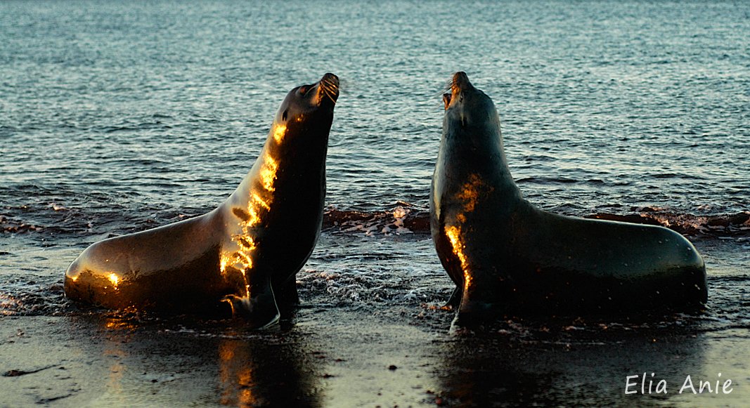 EvlPenguins's tweet photo. Two Sea lion bulls engage in a physical dispute as the sun sets. Rábida, the Galápagos,
#EliaGalapagos #ThePhotoHour #Galapagos #sealion #Ecuador #Rabida #NaturePhotography #wildlifePhotography https://t.co/VKHetgdw5a