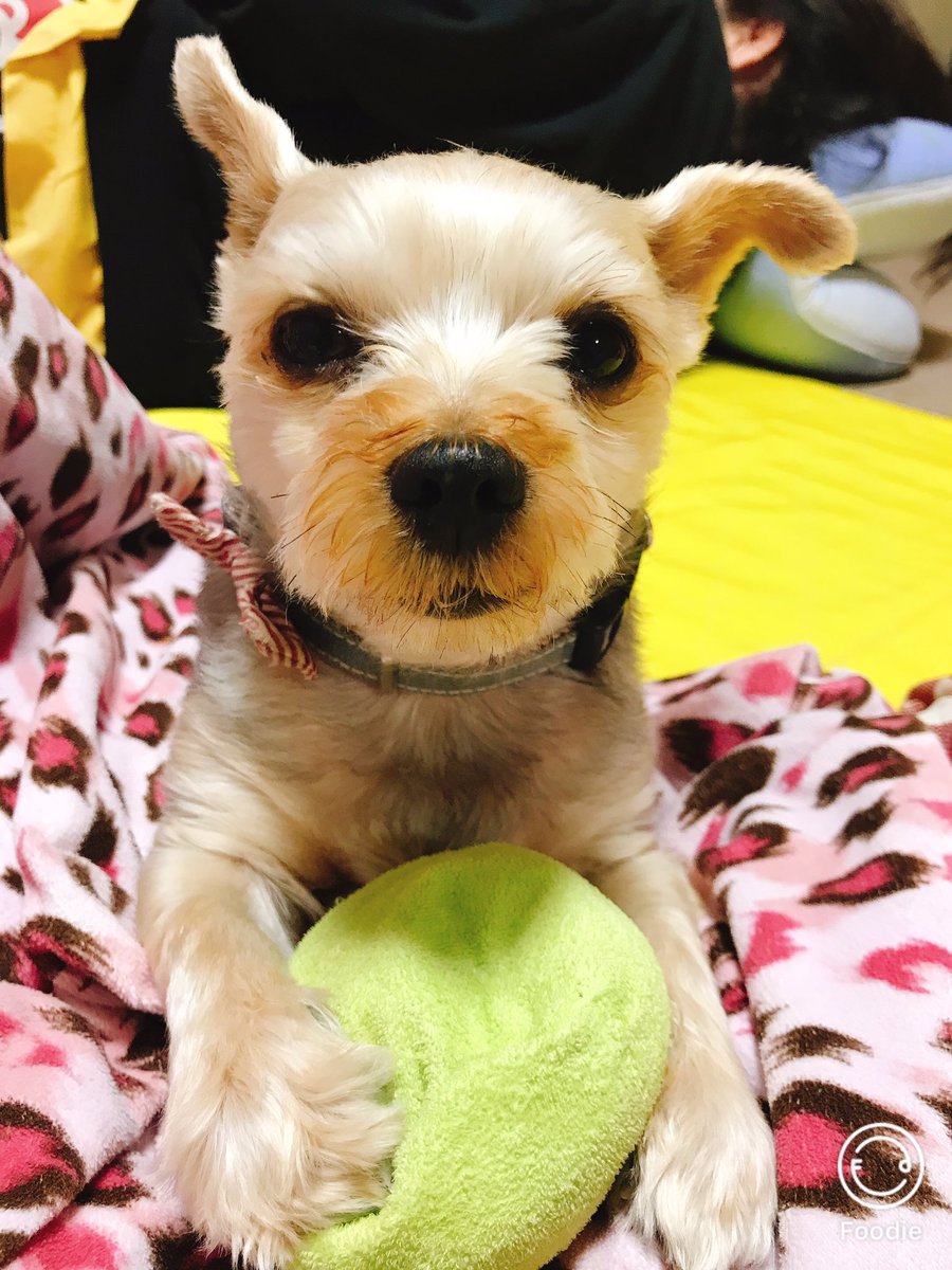 ロンちゃん ヨークシャテリア Macaron Peda Twitter