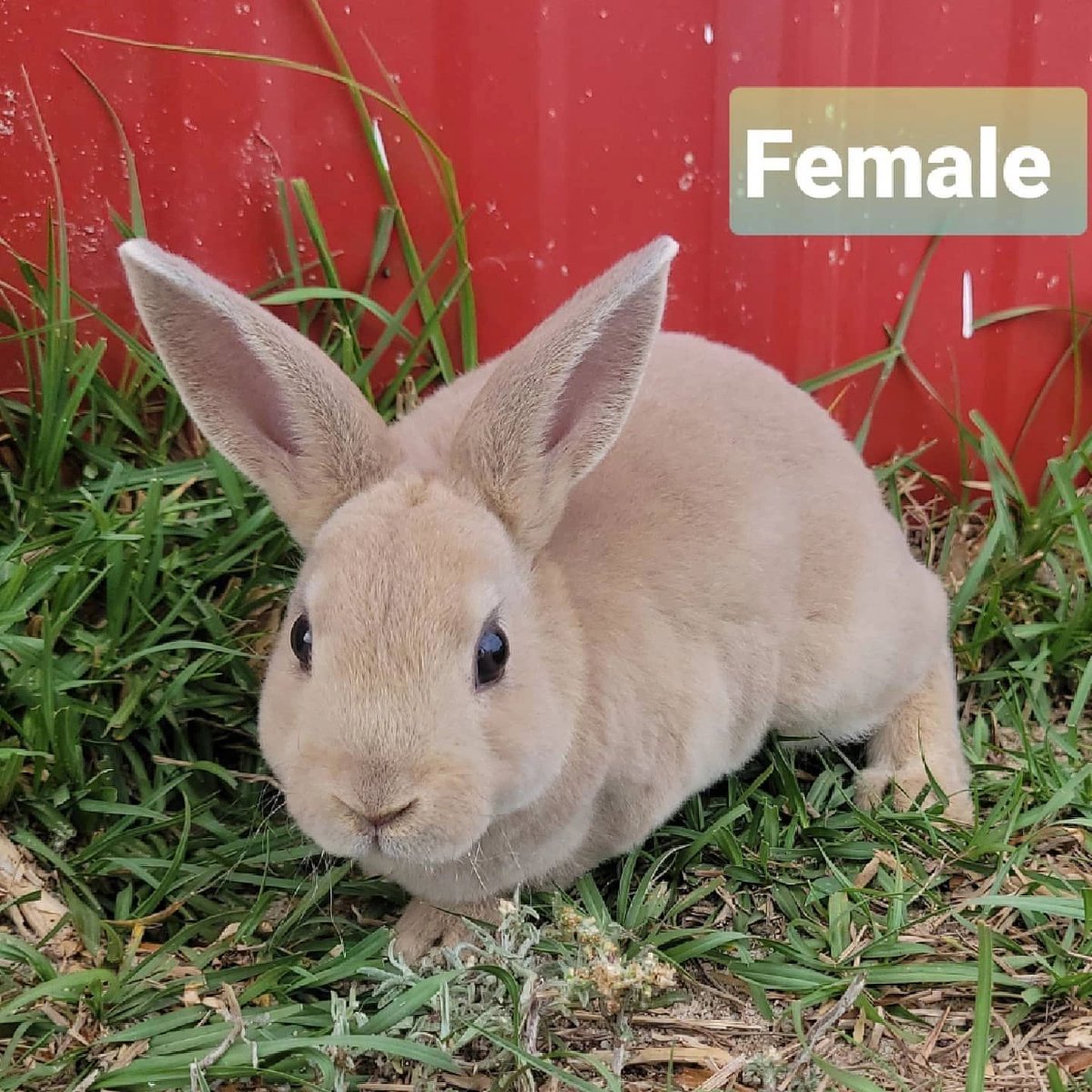 Mini Rex Rabbit Kittens now available for adoption! #minirexrabbit #minirexrabbitkitten #minirexrabbitkittens #BentleyCritters 

bentleycritters.com/blog-1/f/mini-…