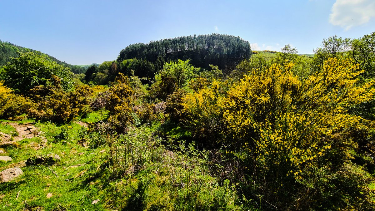 pewileman's tweet photo. #Harthope Valley from Monday's walk @rob_northern @JohnLalitav https://t.co/8xwW7zKFw5
