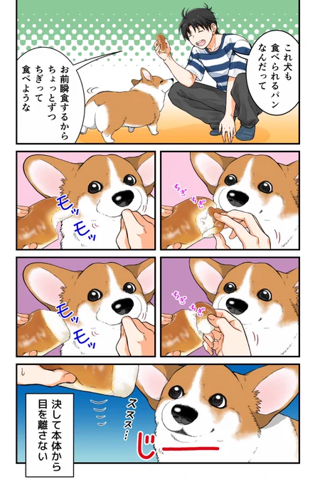 気になる犬 