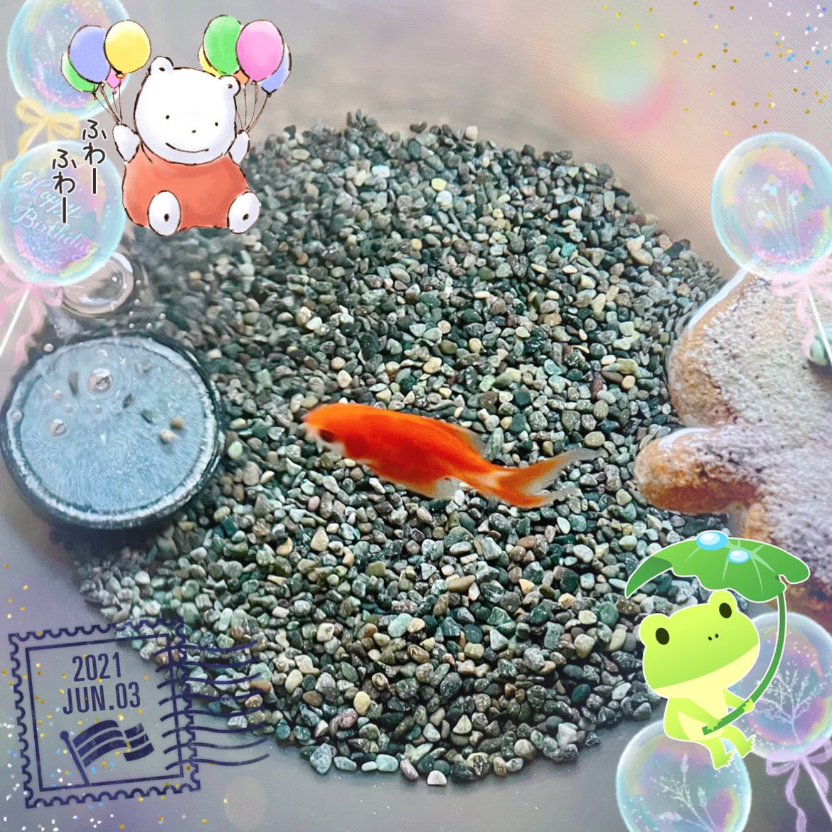 金魚かわいい Twitter Search Twitter