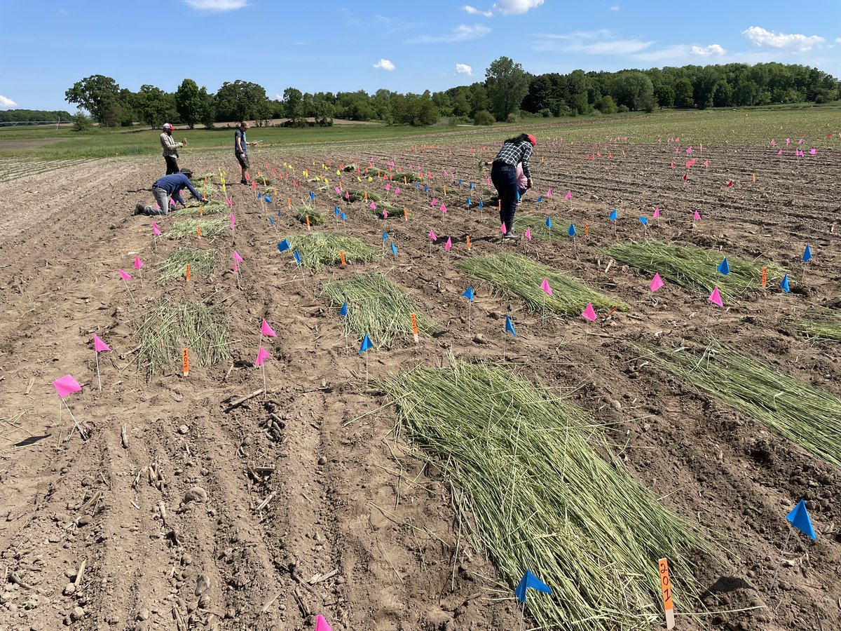 Rodrigo Werle tweet media