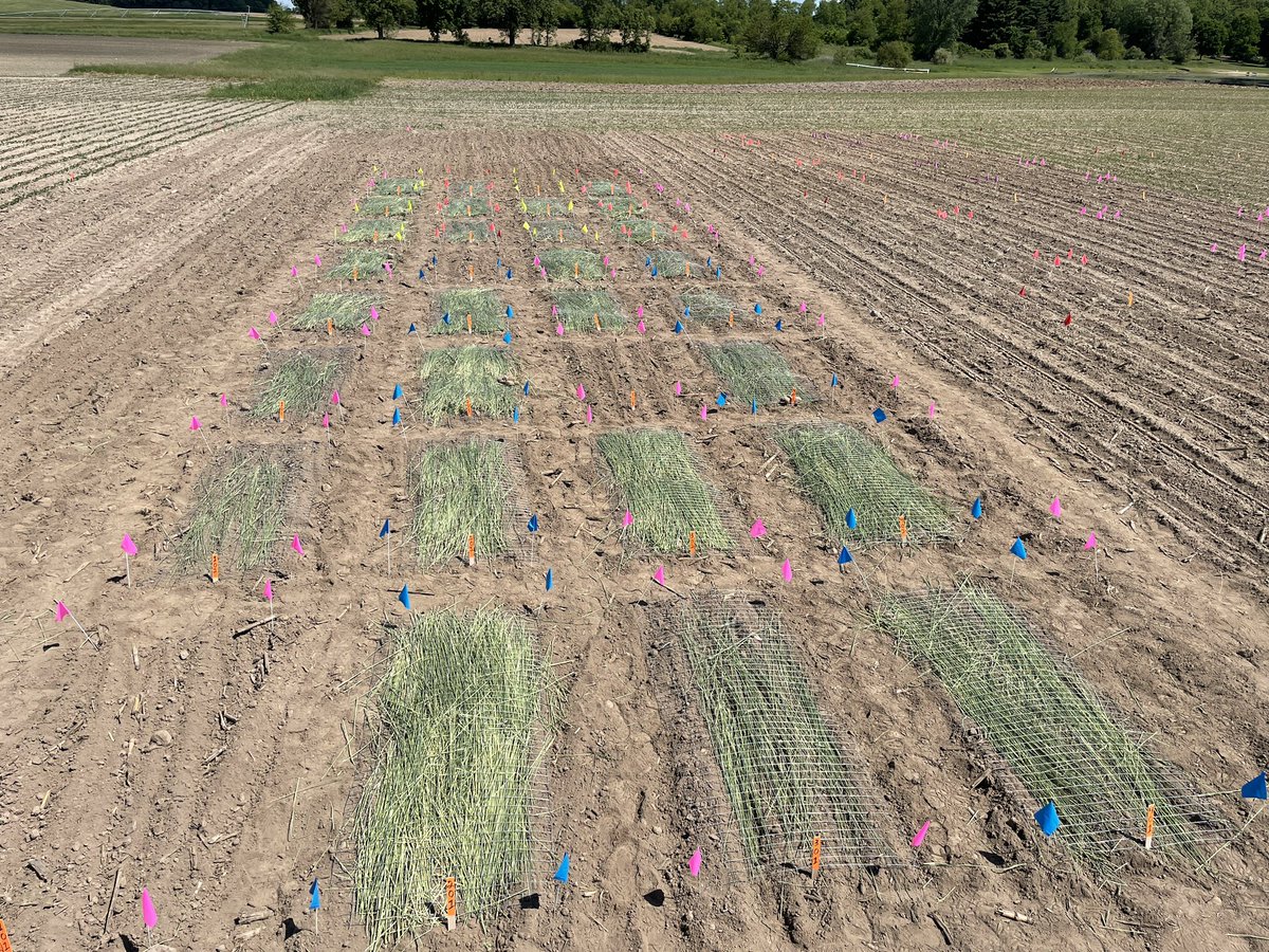 Rodrigo Werle tweet media