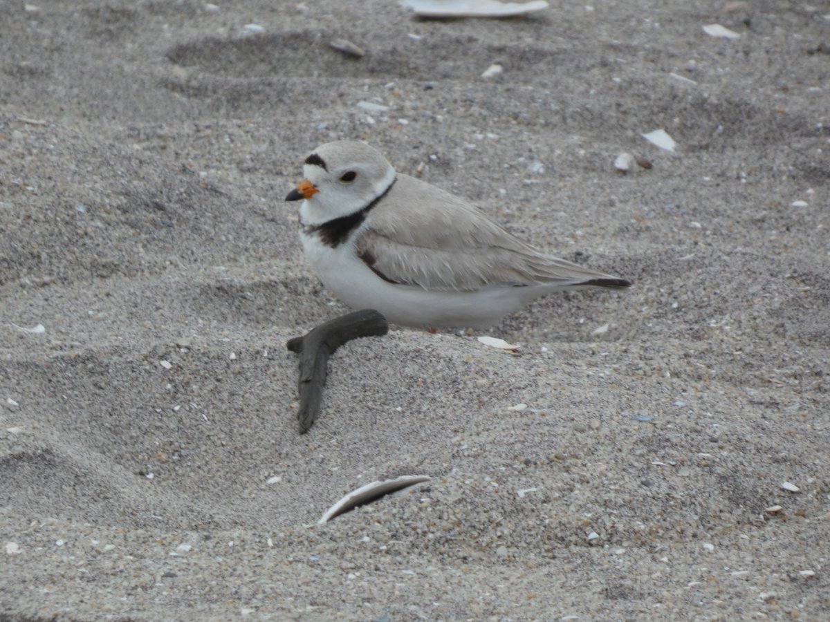il218Rina's tweet photo. So hard to see them because they blend in to the sand,but when you do it is special.#pipingplover
#birdcpp
#shorebirds
#rockawaybeach https://t.co/jKee3BX2mt